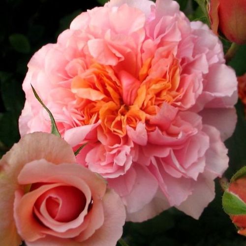 E-commerce, vendita, rose, in, vaso rose nostalgiche - rosa - Rosa Versigny™ - rosa dal profumo discreto - Dominique Massad - ,-